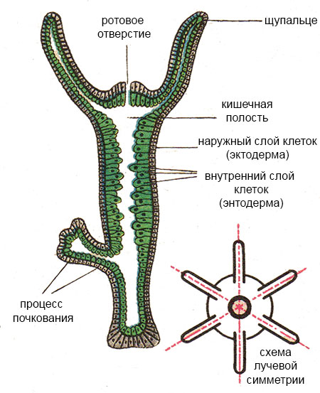 Кракен торговая